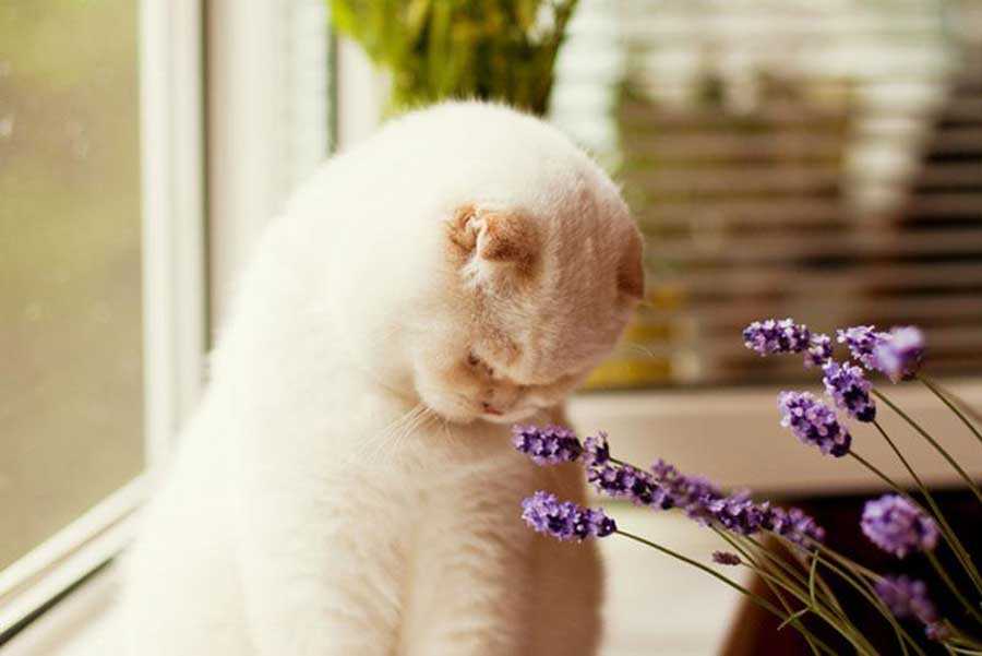 bunga-yang-aman-untuk-hewan-peliharaan