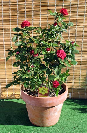 pot bunga mawar