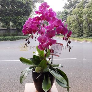 bunga anggrek jakarta