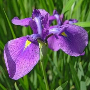 bunga-iris