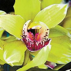 shenzen-orchid