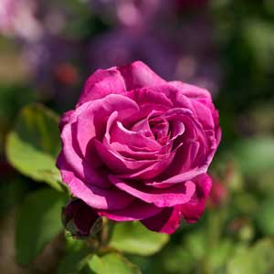 13 Arti Warna Mawar Yang Cocok Untuk Hadiah Bunga 