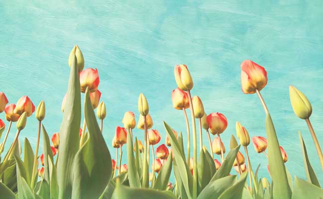 Lukisan Tulip dari Belanda