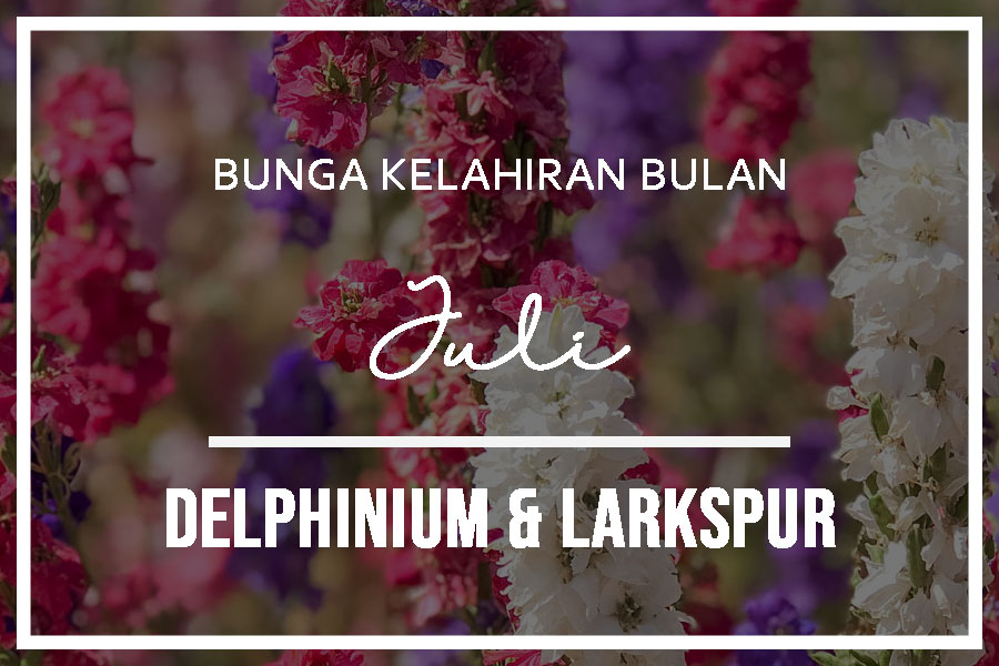 bunga lahir bulan juli delphinium dan larkspur
