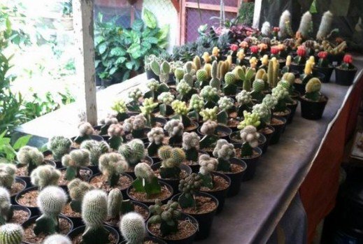 pedagang kaktus pasar splendid malang
