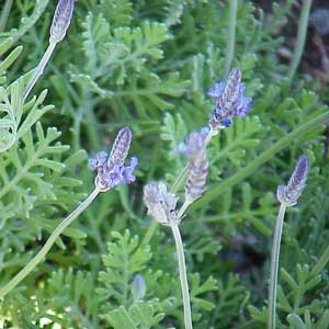 Lavandula pinnata