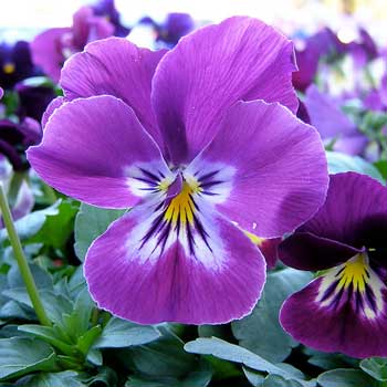 bunga violet