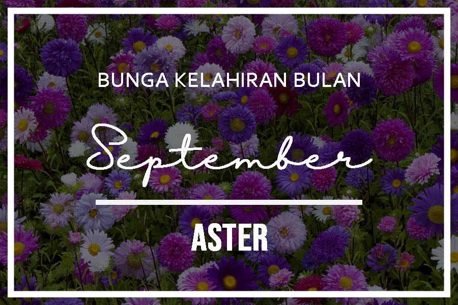 bunga lahir bulan september aster