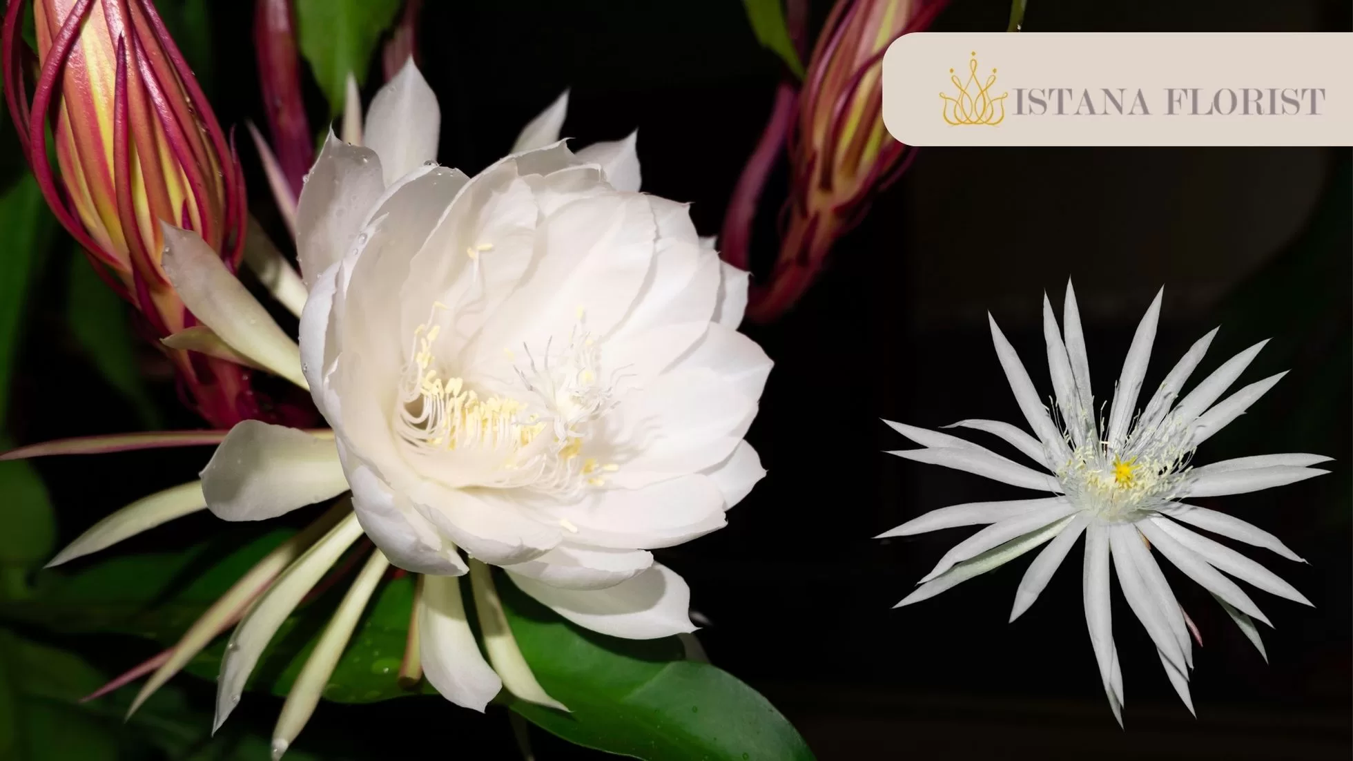 Bunga Wijaya Kusuma Istana Florist