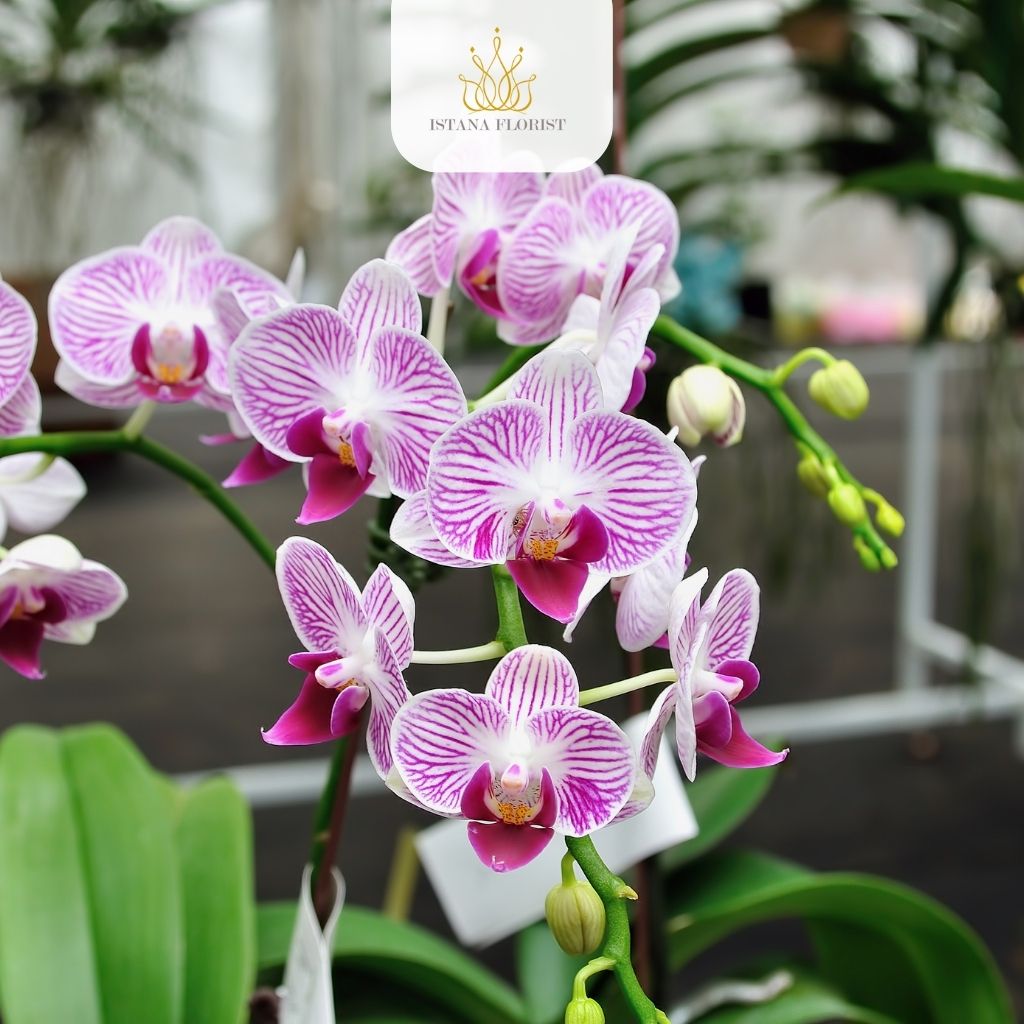 bunga legend indonesia