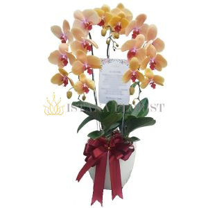 makna warna anggrek, arti warna anggrek, anggrek putih artinya, anggrek ungu, anggrek pink romantis, warna bunga anggrek, arti anggrek untuk hadiah