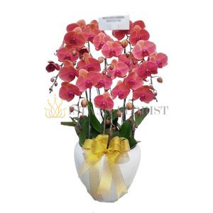 bunga meja anggrek jakarta 5