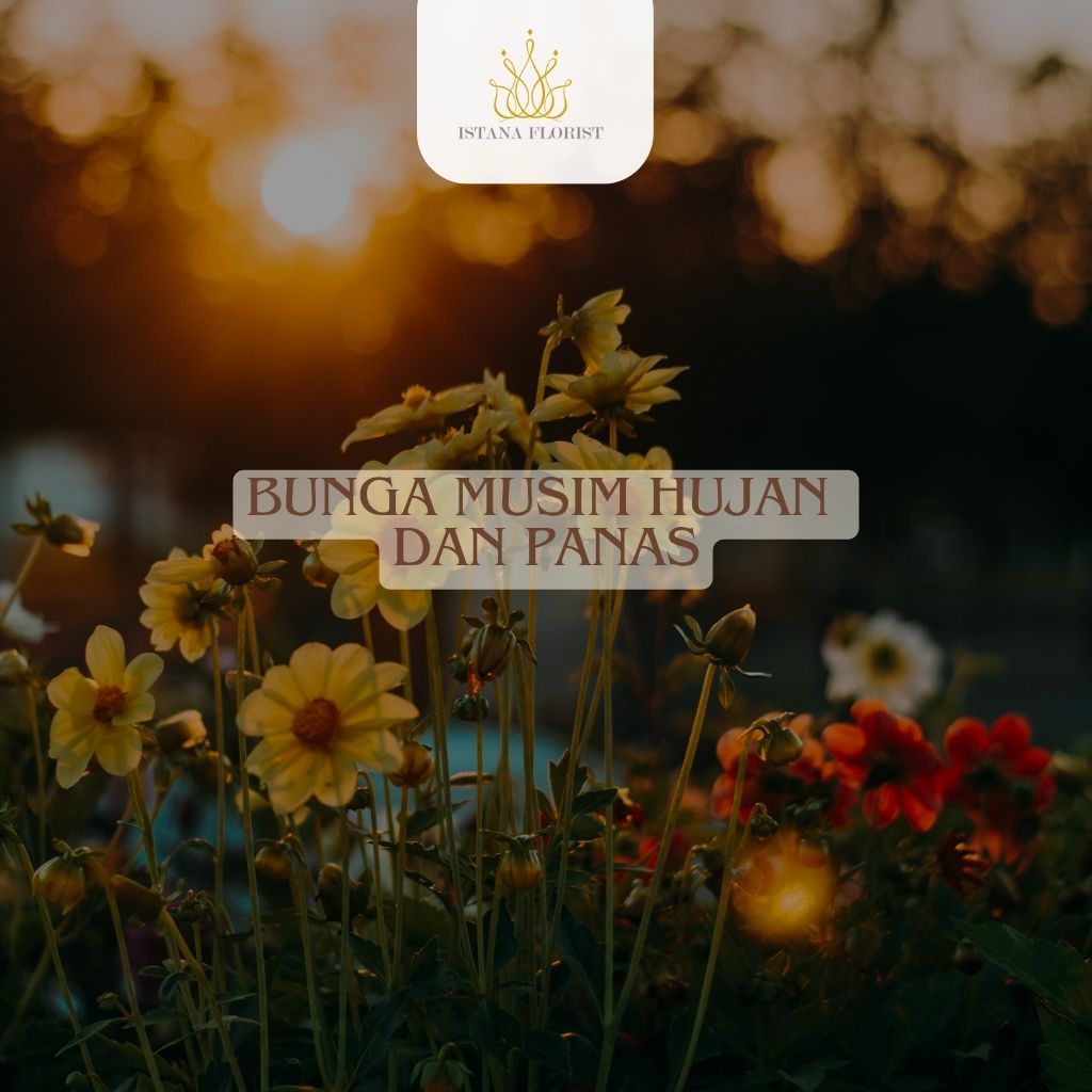 bunga musim hujan dan panas