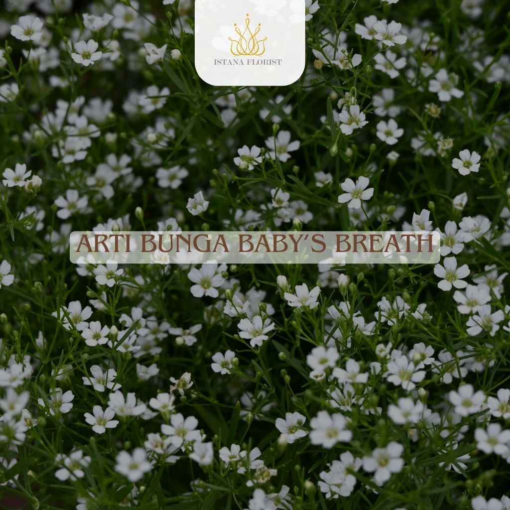 Baby’s Breath