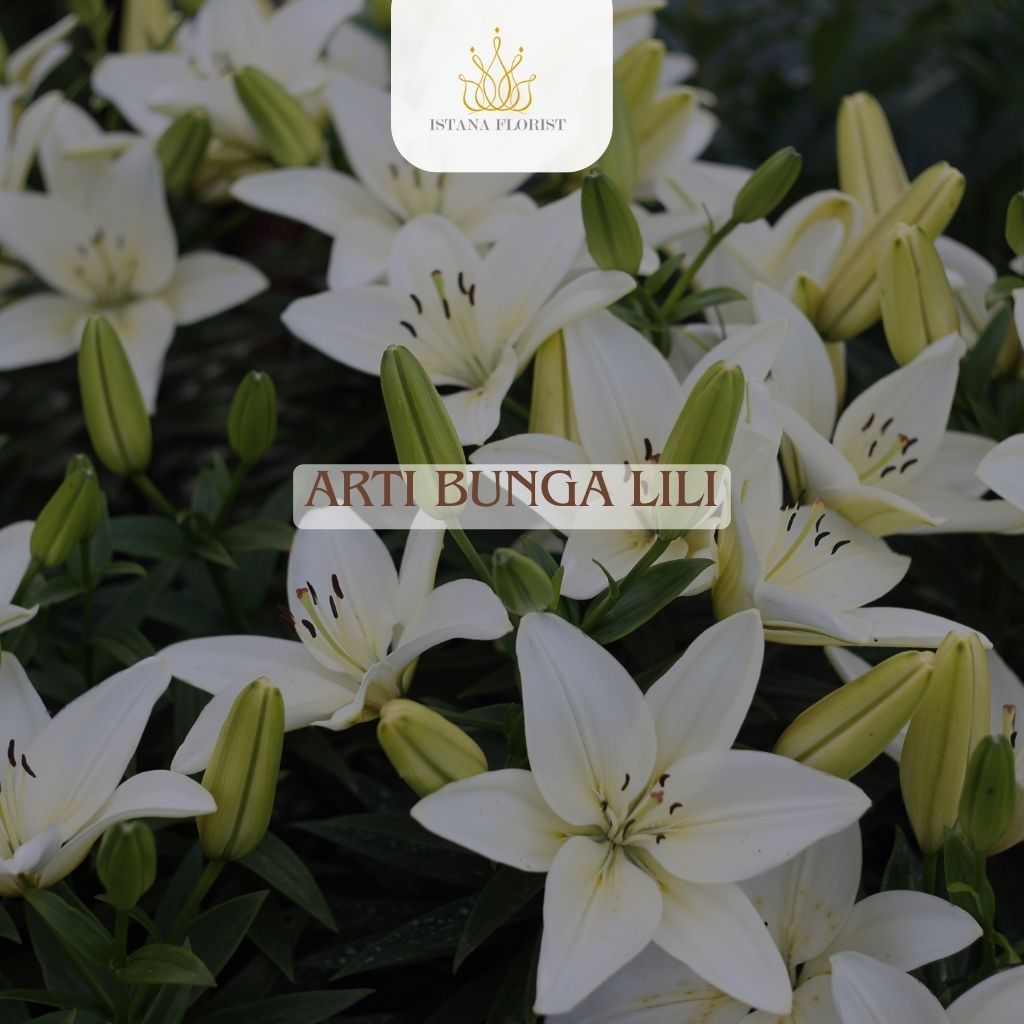 Bunga Lili