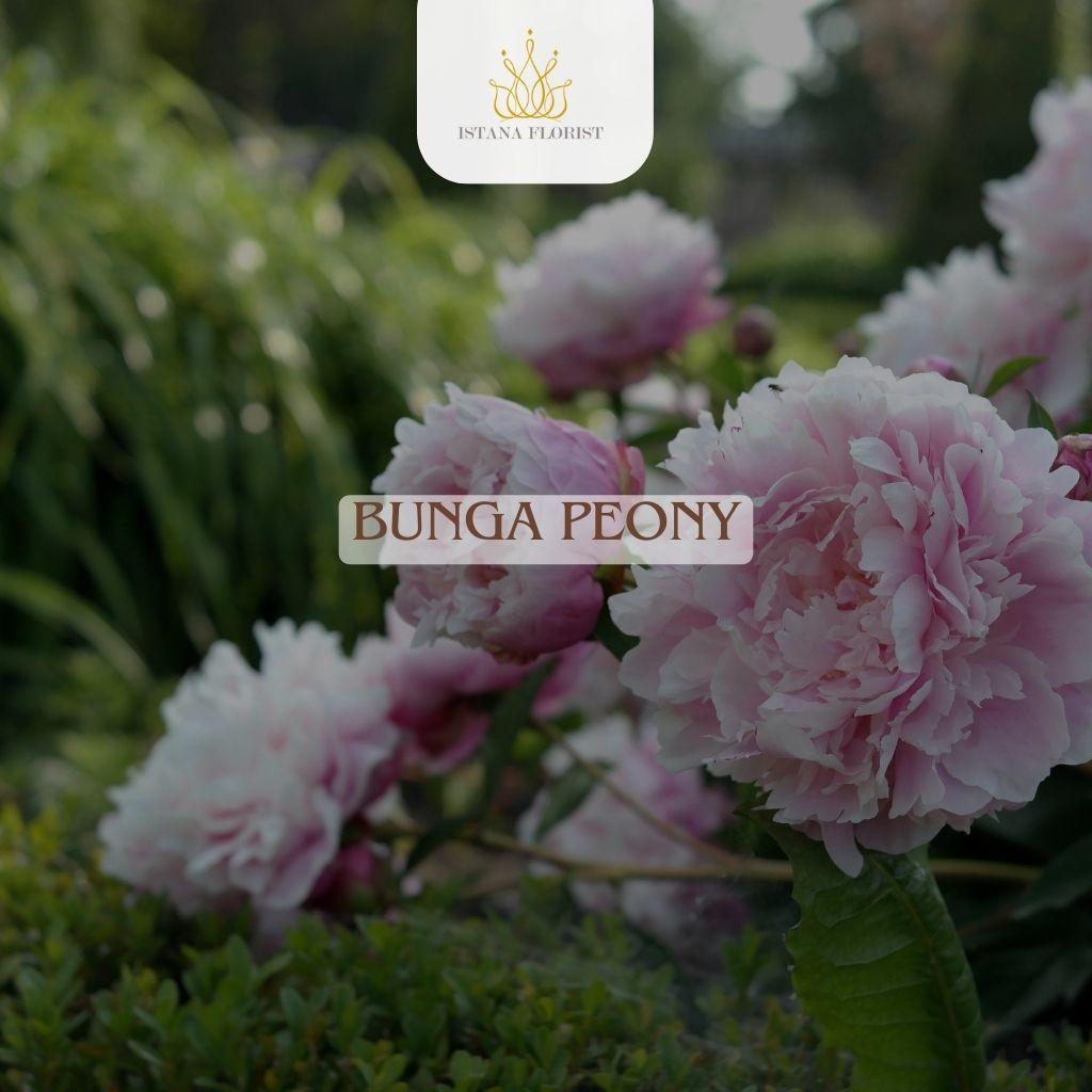 Bunga Peony
