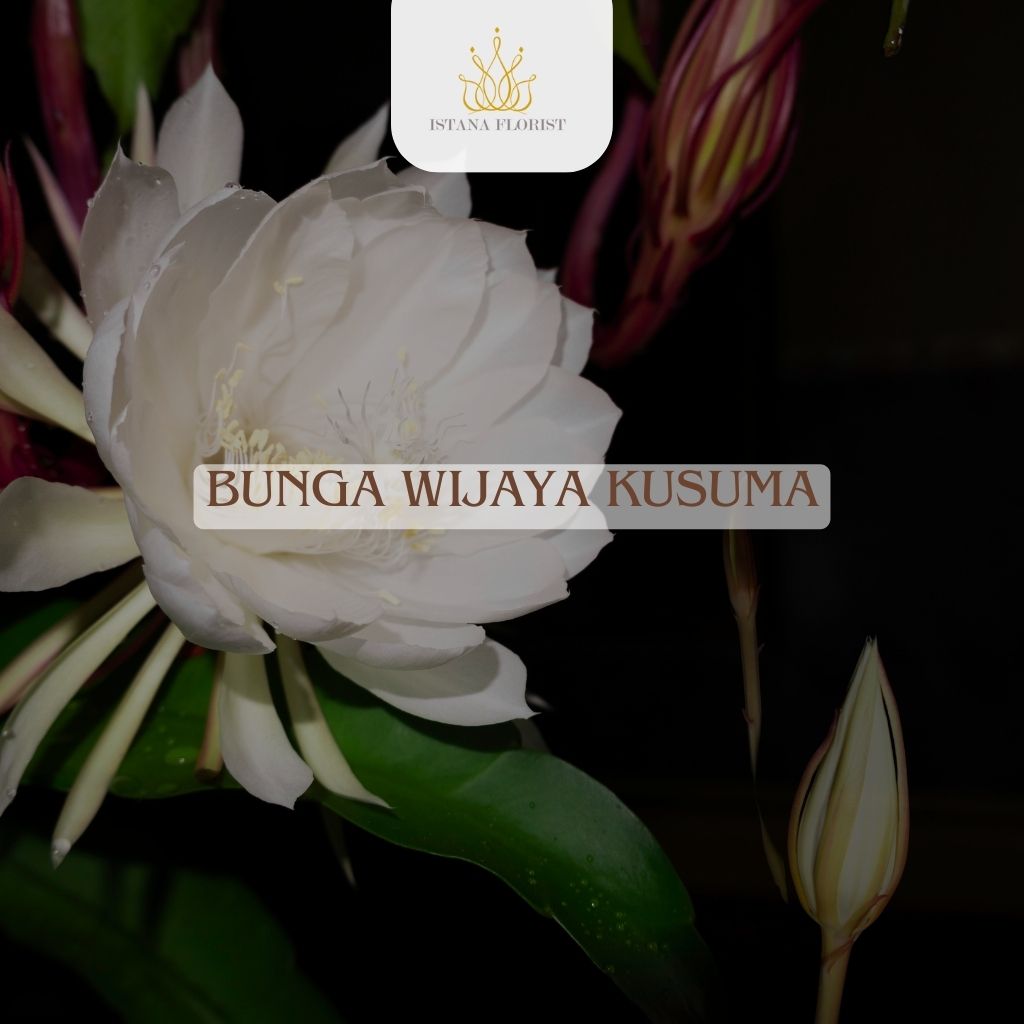 Bunga Wijaya Kusuma