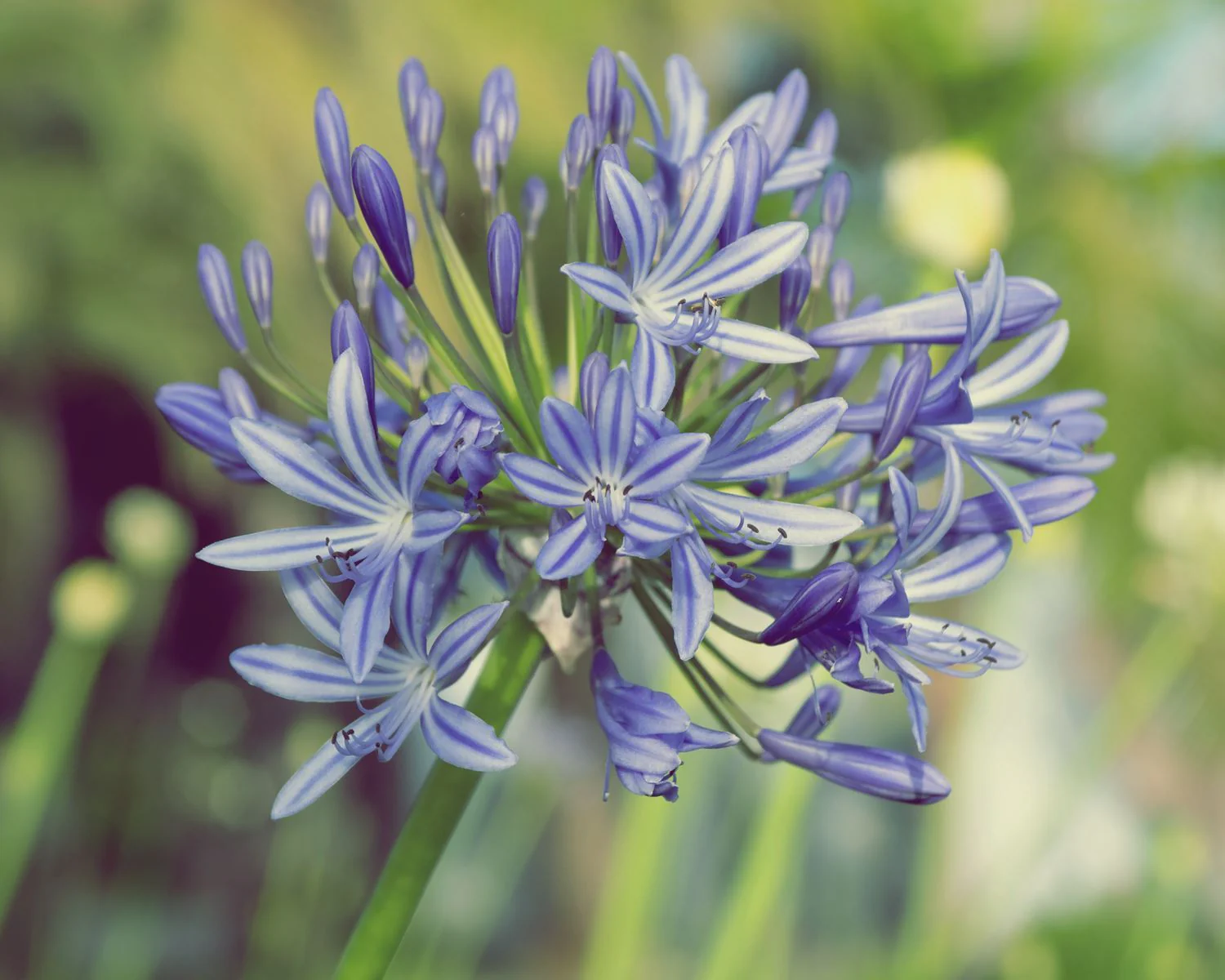 Agapanthus