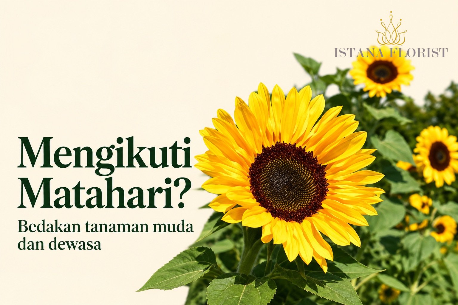 Bunga matahari kuning pada cover tentang perbedaan tanaman muda dan bunga dewasa
